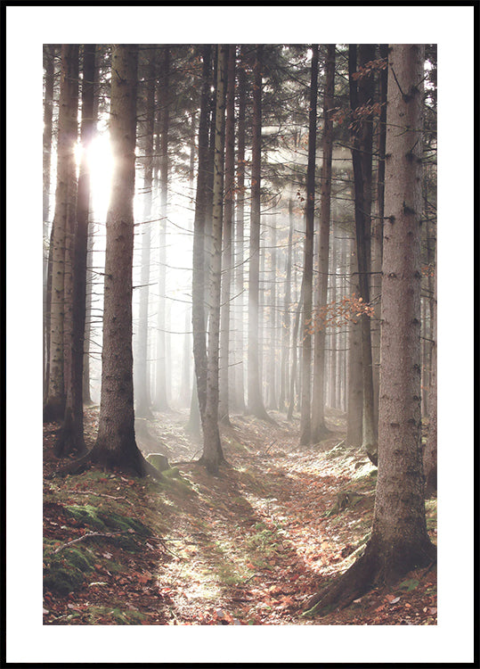 Sunbeam Forest Poster