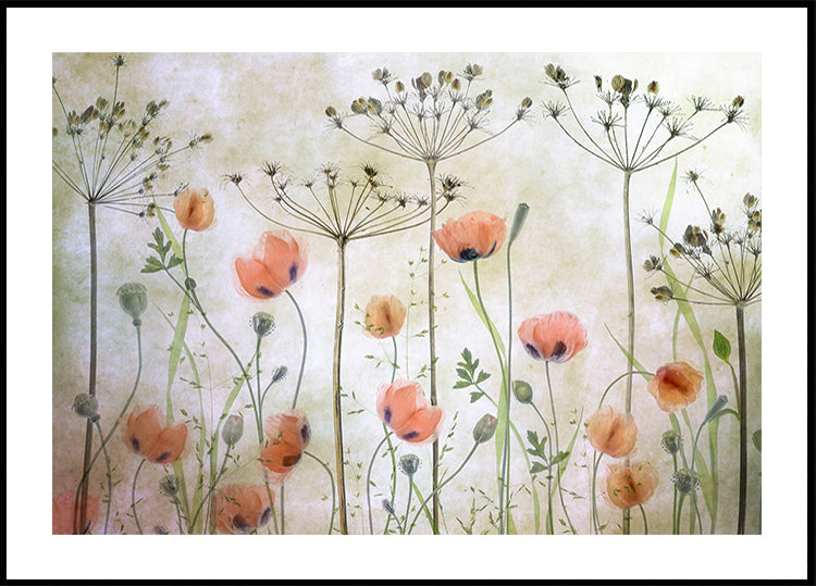 Poppy Meadow