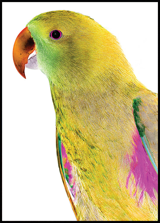 Vibrant Parrot Profile