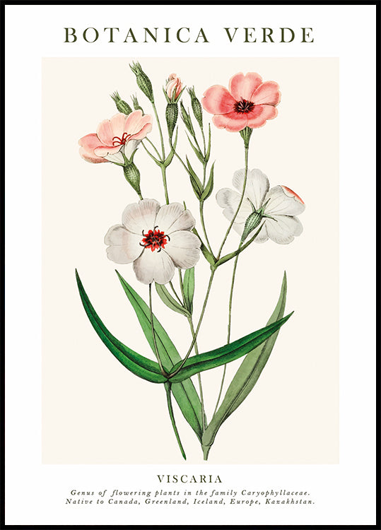 Viscaria Botanical Poster