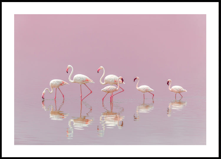 Flamingos Poster