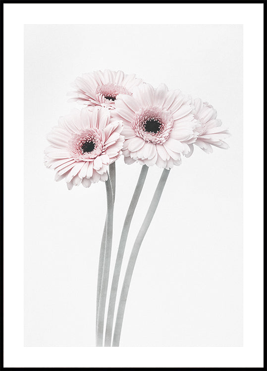 Pink Flowers  Poster
