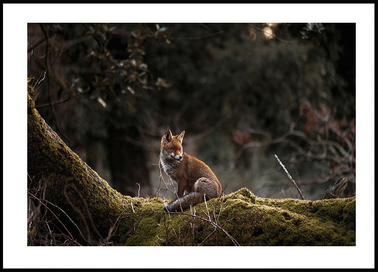 Forest Fox Poster