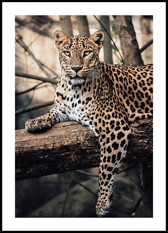 Majestic Leopard Resting on a Tree Poster