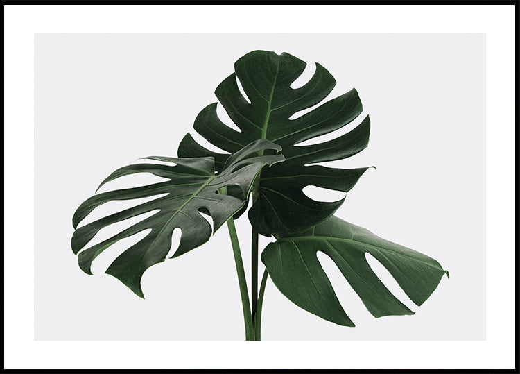 Monstera Plant №1 Poster