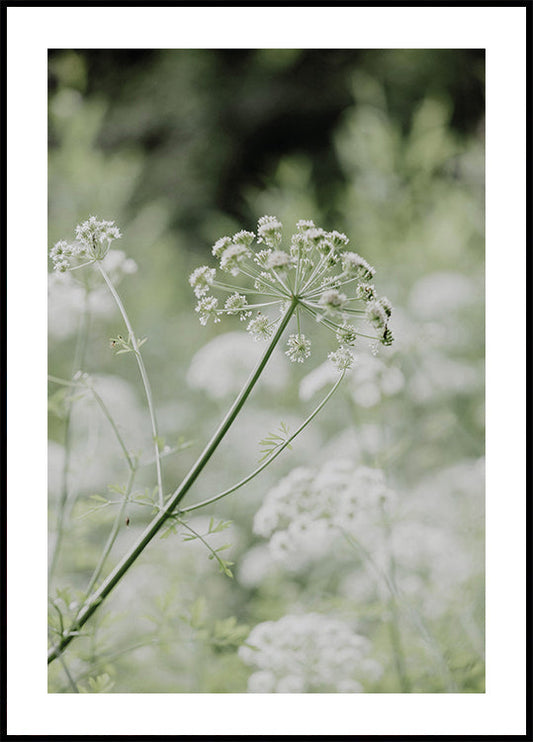 White Flowers Poster