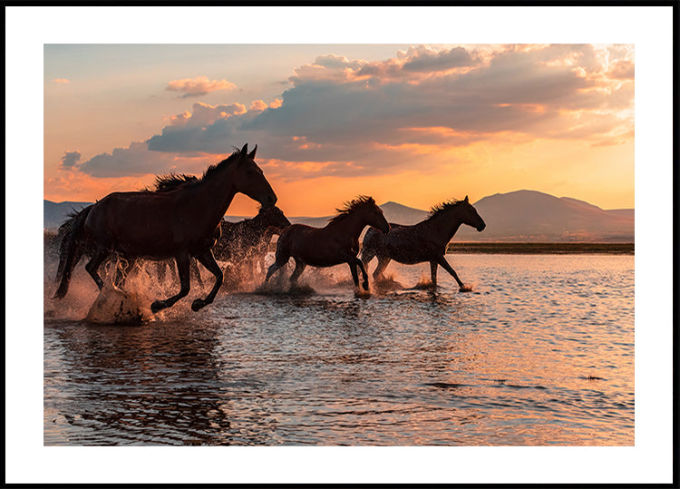 WATER HORSES