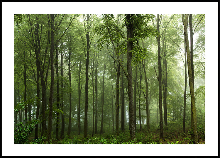 Forest...