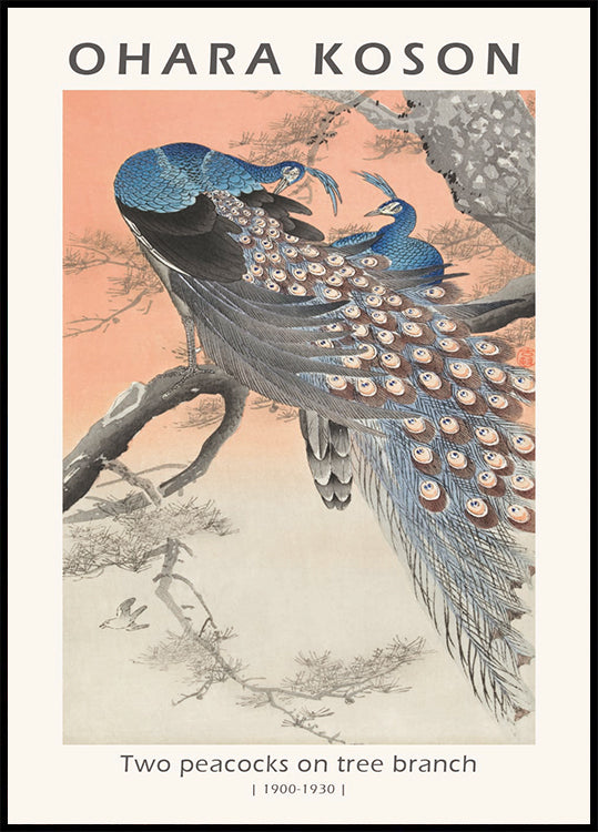 Two Peacocks, Japanese Woodblock By Ohara Koson Poster