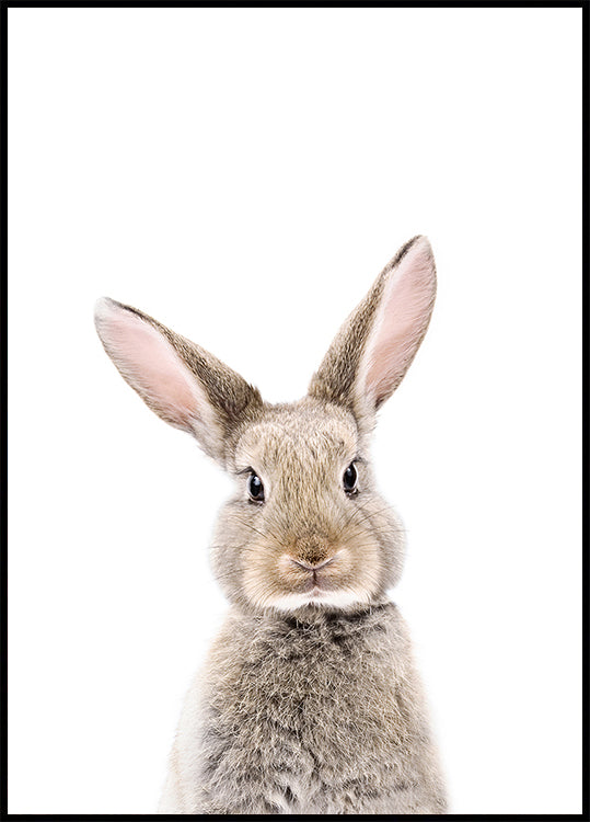 Baby Rabbit Poster – Posterbox.uk