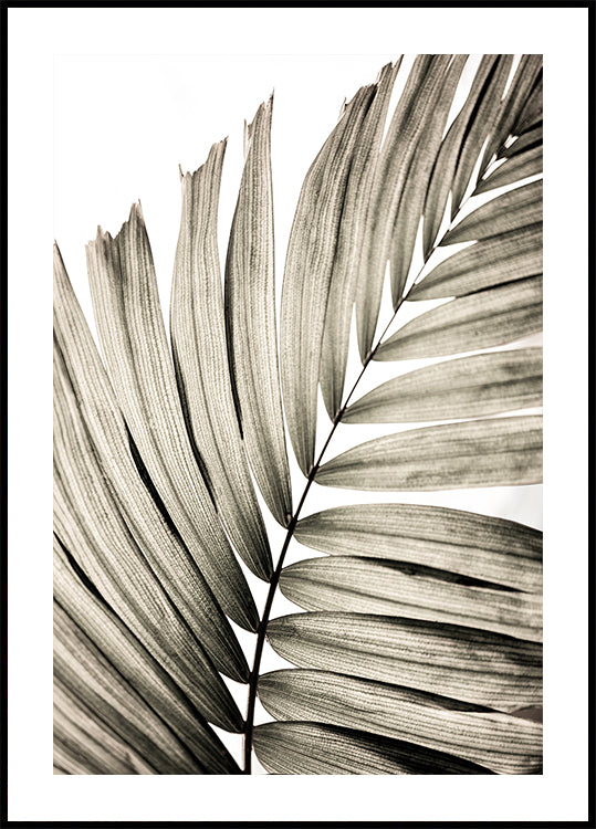 Palm Leaves 22  Poster