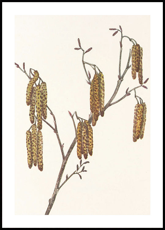 Hazel Alder (alnus Regosa) From North American Wildflowers (1925) By Mary Vaux Walcott. Poster