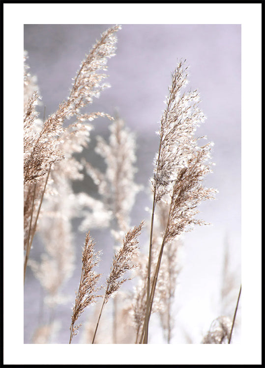 Sunset in the Field, Pampas Grass Nature Poster