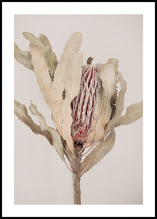 Banksia Poster