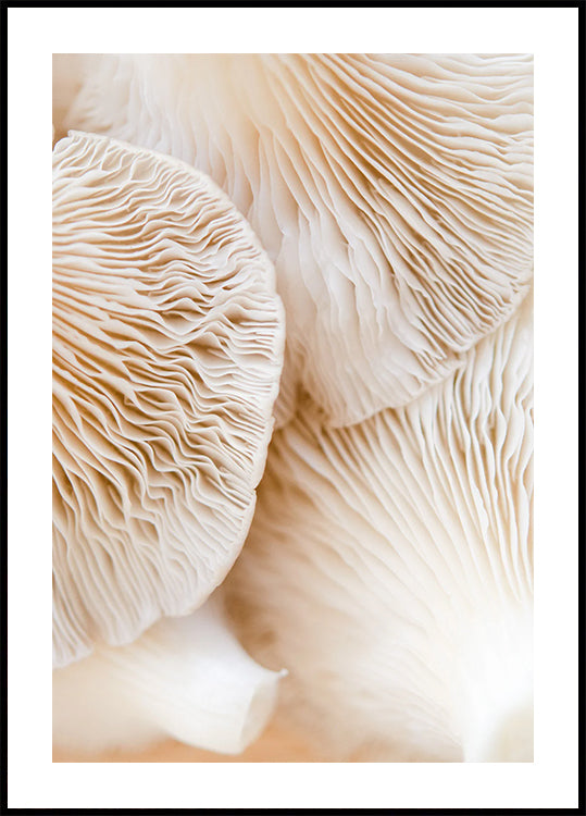 Mushrooms Close-Up Poster