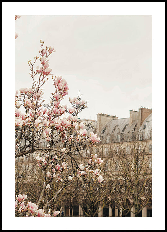 Parismagnoliaii Ratioiso Poster