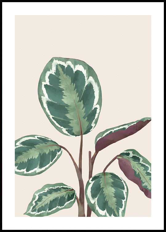 Variegated Green and Purple Plant Poster