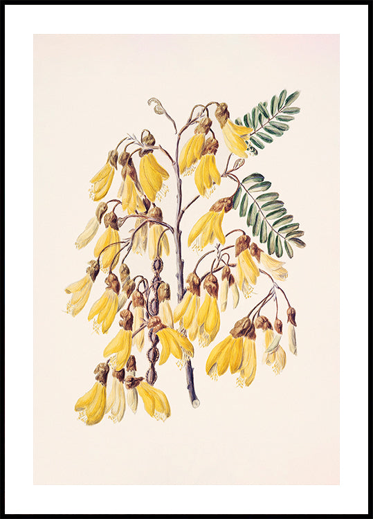 Kowhai Drawn By Sarah Featon (1848–1927) Poster