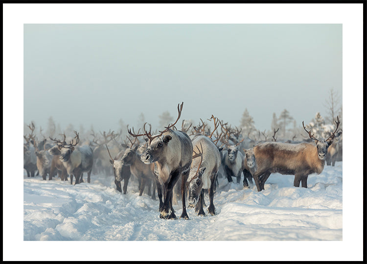 Reindeers