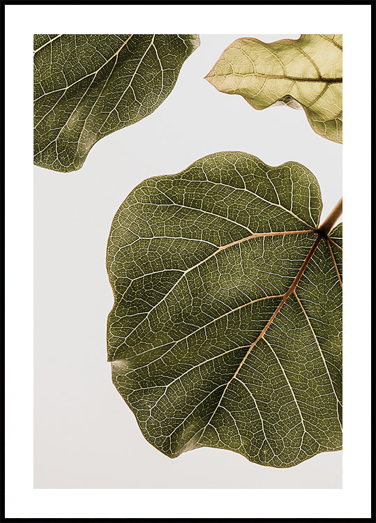 Leaf Vein Tapestry Poster