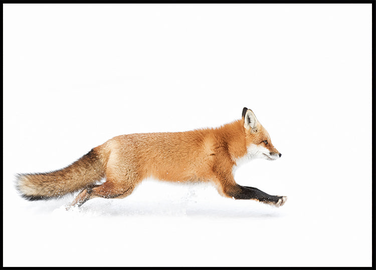 Red Fox on the run - Algonquin Park Poster