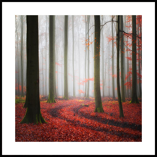 Autumnal Tracks Poster