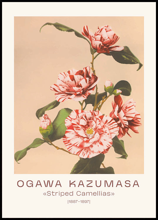 Ogawa Kazumasa, Striped Camellias Poster