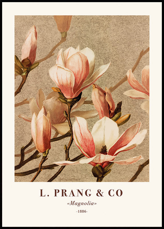 L. Prang & Co., Magnolia Poster
