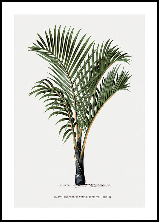 Vintage Palm Tree No. 3 Poster