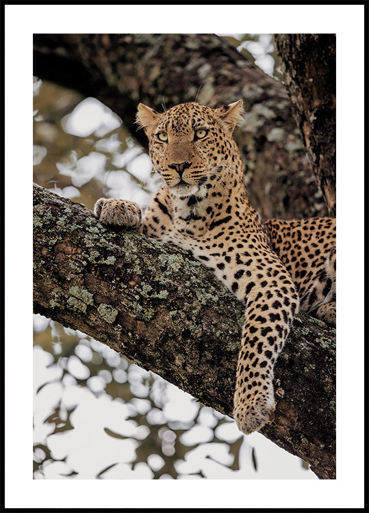 Majestic Leopard on a Tree Branch Poster