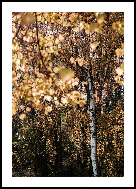 Autumn Birch Tree