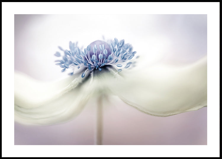 a n e m o n e Poster