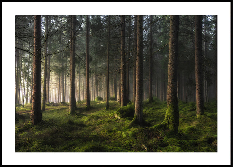 A sense of spring Poster