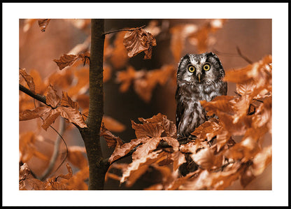 Little Owl in the Autumn Poster