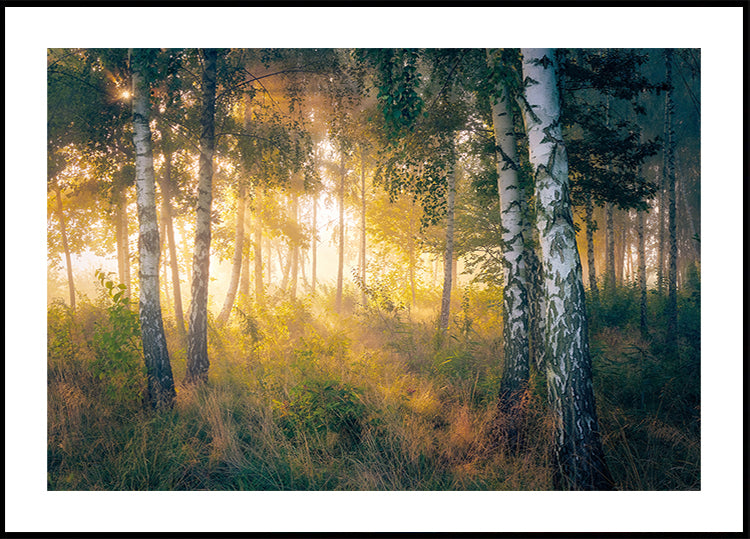 Gold in the forest Poster