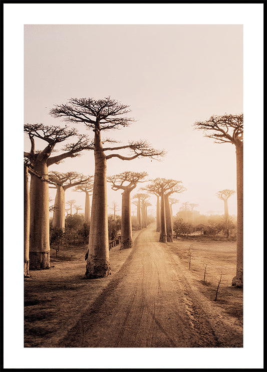 Baobab Trees at Sunset Poster