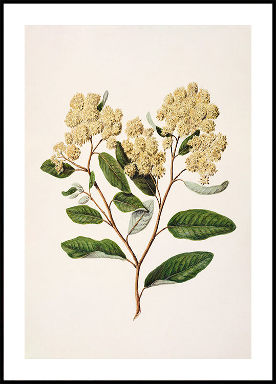 Kumarahou Drawn By Sarah Featon (1848–1927) Poster