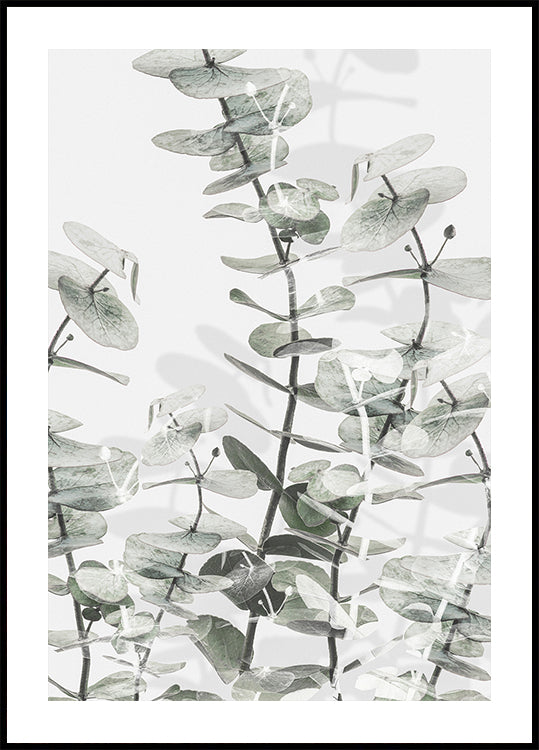 Eucalyptus No.1 Poster