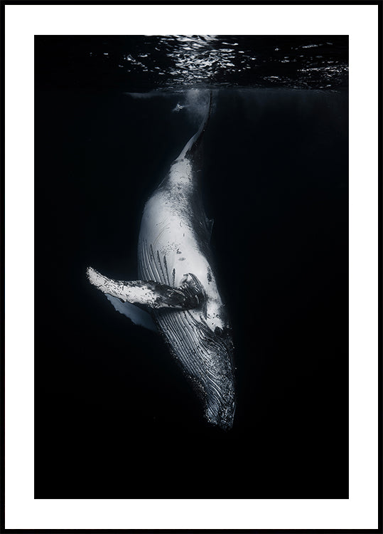 Black Whale Poster