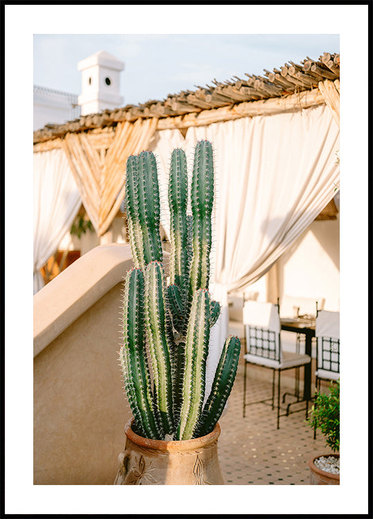 Rooftop Cactus | Morocco Travel Photography Poster