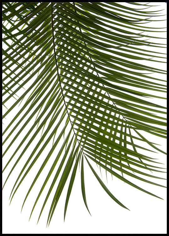 Palm Leaves Foliage Photo IV