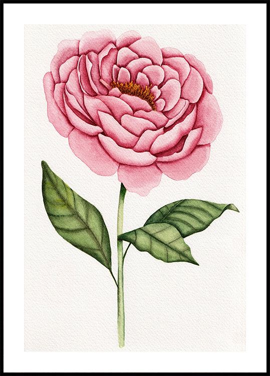 01 Peonie Salomebiermanillustration Poster