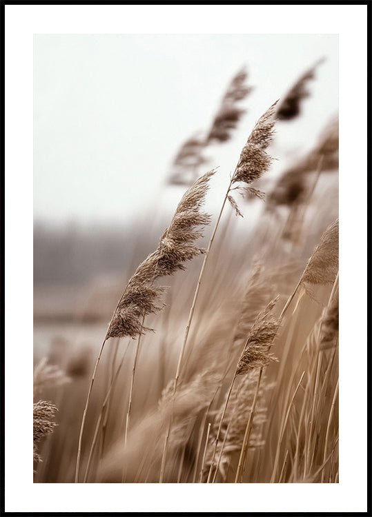 Golden Grass in Warm Breeze Poster
