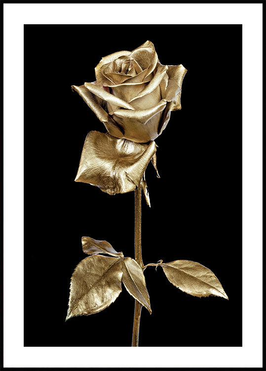 Golden Rose Poster
