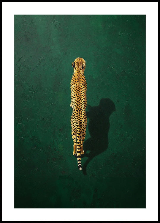 Solitary Cheetah Shadow Poster