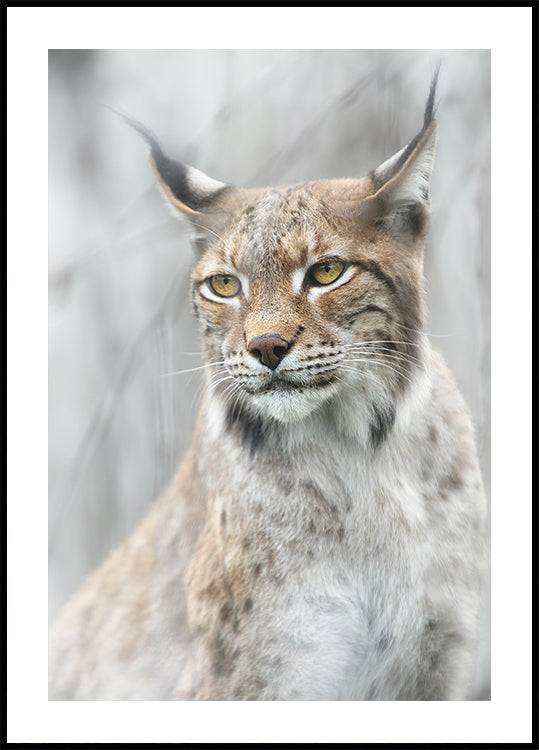 Lynx portrait in the fog Poster