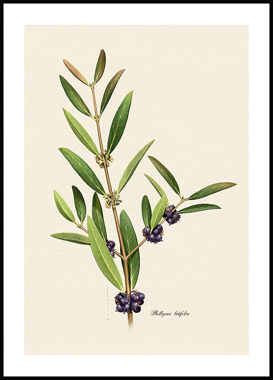 Botany   Phillyrea Latifolia Poster