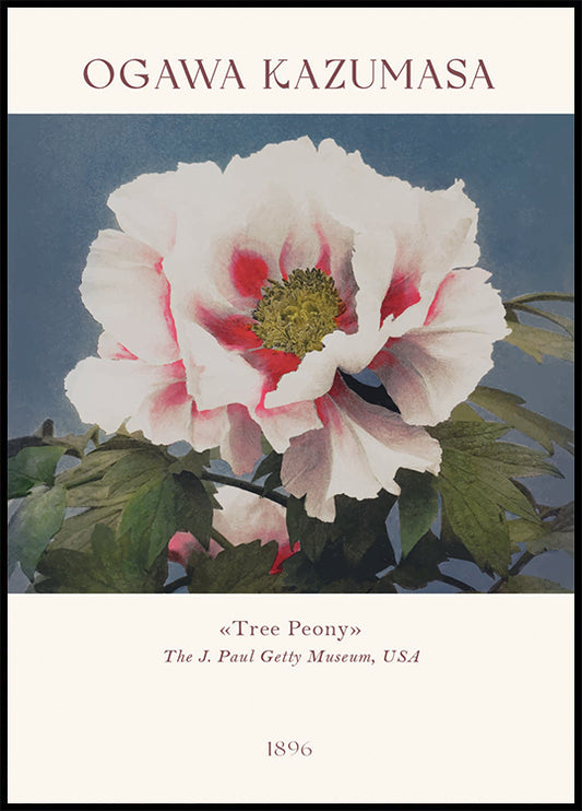Tree Peony, Ogawa Kazumasa Foral Poster