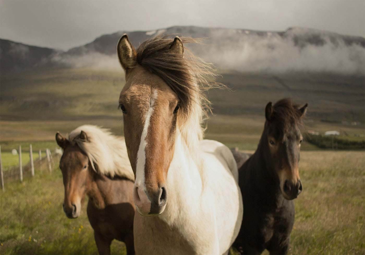 Majestic Horses Poster