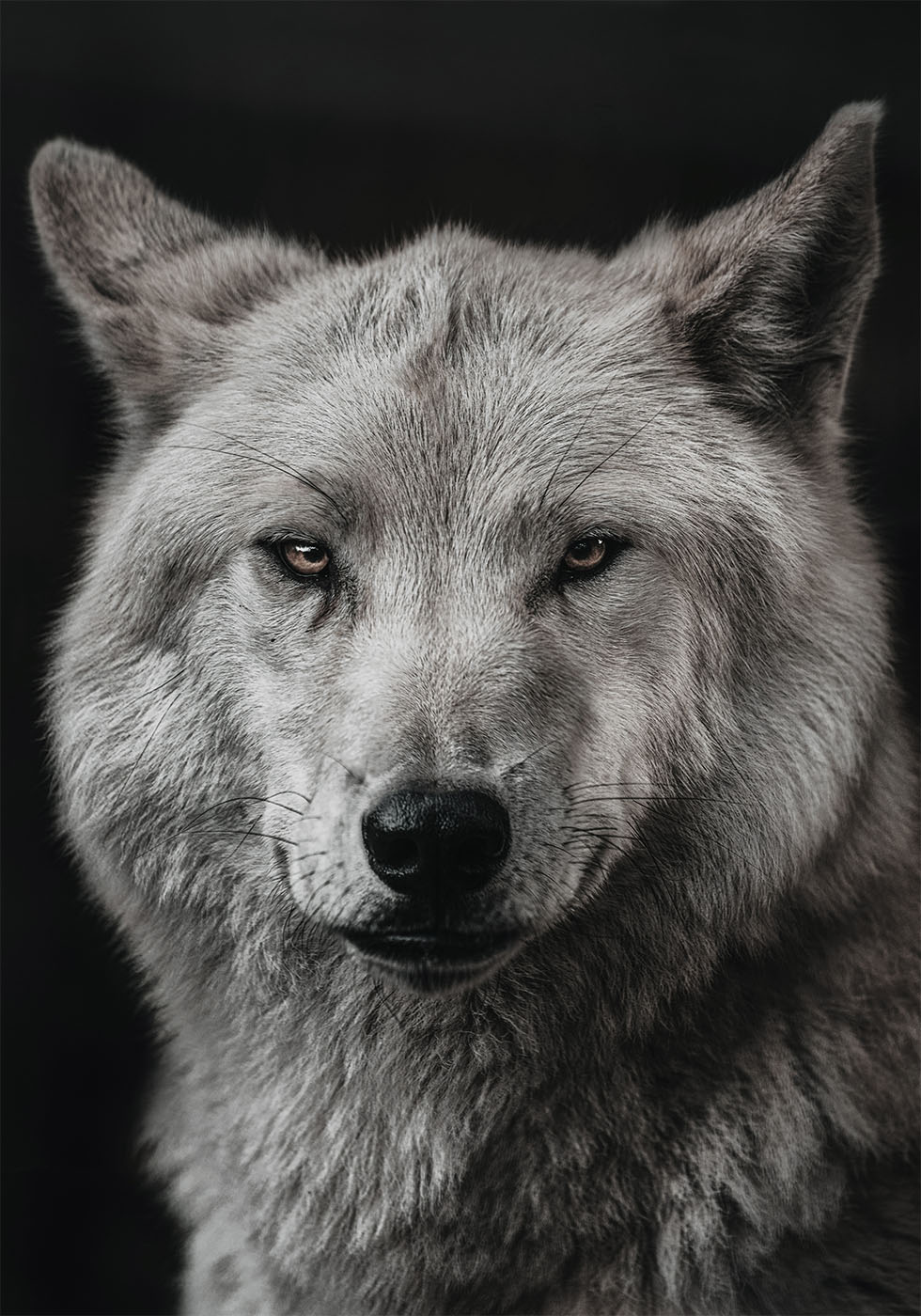 Gray Wolf Poster